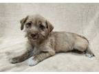Adopt Flora a Shih Tzu, Terrier