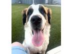 Adopt Tiffany a Saint Bernard