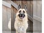 German Shepherd Dog DOG FOR ADOPTION RGADN-1087856 - Ellen - German Shepherd Dog