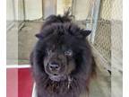 Chow Chow DOG FOR ADOPTION RGADN-1088131 - Leo (Chow) - Chow Chow (long coat)