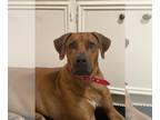 Rhodesian Ridgeback DOG FOR ADOPTION RGADN-1089849 - Coby - Rhodesian Ridgeback