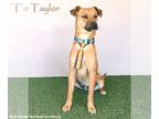 Chinook Mix DOG FOR ADOPTION RGADN-1092948 - Taylor - Chinook / Mixed (short