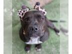 Bullboxer Pit DOG FOR ADOPTION RGADN-1095710 - Aurora - Boxer / Pit Bull Terrier