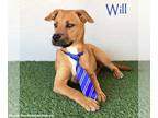 Boxer Mix DOG FOR ADOPTION RGADN-1096499 - Will - Boxer / Mixed (short coat) Dog