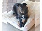 Labrador Retriever Mix DOG FOR ADOPTION RGADN-1104732 - The Bear - Labrador