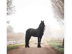 Lovely personality gelding