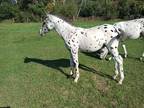 100FPDGAP6 Leopard Colt