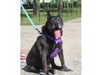 Adopt Maria a Shepherd, Cane Corso