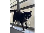 Adopt Cassina a American Shorthair