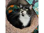 Adopt Nellie a Domestic Short Hair