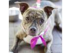 Adopt Maudie 20513 a Boston Terrier, Mixed Breed