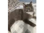 Adopt Lily - Fuzzy Gray Kitten - ADORABLE a Domestic Medium Hair