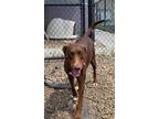Adopt Lita a Labrador Retriever