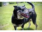 Adopt Lily a Shepherd