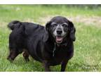 Adopt Ginny a Dachshund, Beagle