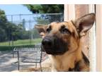 Adopt Oakley a German Shepherd Dog