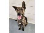 Adopt Susy a Pit Bull Terrier, Husky