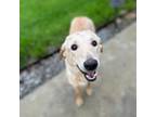 Adopt Puddy Tat a Labrador Retriever