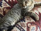 Cashmere Bengal Kittens