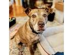 Adopt Gabby a American Staffordshire Terrier, Pit Bull Terrier