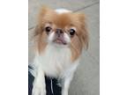 Adopt Juliet - Adoption Pending a Japanese Chin