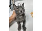 Adopt Hailey a Domestic Short Hair