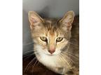 Adopt Bonnie a Domestic Short Hair