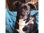 Adopt Zoey a Black Labrador Retriever