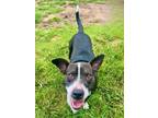 Adopt Birdie a Pit Bull Terrier