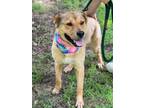 Adopt Buttercup a Carolina Dog, Labrador Retriever