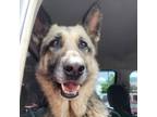 Adopt Leafy a Mixed Breed, German Shepherd Dog