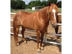 Adopt Murphy a Pony