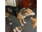 Adopt Babs a Australian Shepherd