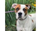 Adopt Savannah a Boxer, Mixed Breed