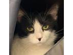 Adopt Missy a Domestic Short Hair