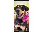 Adopt Eclipse a Rottweiler, Doberman Pinscher