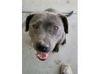 Adopt Calais a Pit Bull Terrier