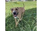 Adopt Lilo a Bull Terrier