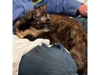 Adopt Sissy Systems a Domestic Medium Hair