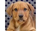 Adopt Richie a Rhodesian Ridgeback, Rottweiler