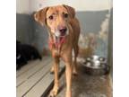 Adopt Chewbarka a Retriever, Shepherd