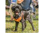 Adopt Phrynie a Cocker Spaniel
