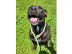 Adopt Haddie a Pit Bull Terrier