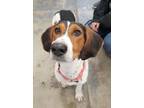 Adopt Allie a Treeing Walker Coonhound