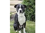 Adopt Raya a Pit Bull Terrier, Labrador Retriever