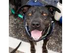 Adopt Candace a Black Labrador Retriever, Shar-Pei