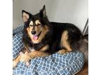 Adopt Ella (COH-A-9820) a Husky