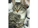 Adopt Sabrina a Domestic Short Hair, Tabby