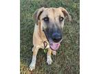 Adopt Brooklyn a Shepherd