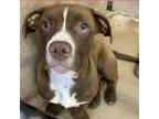Adopt Snoopy a Mixed Breed